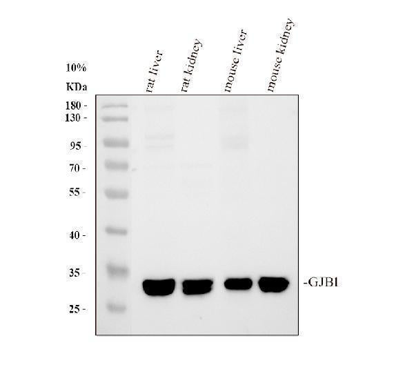 Anti-Connexin 32/GJB1 Antibody Picoband®
