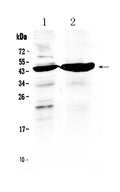 Anti-TFPI Antibody Picoband®