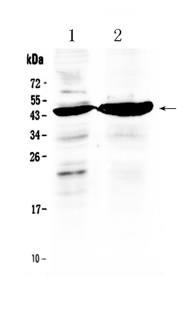 Anti-TFPI Antibody Picoband®