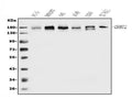 Anti-EHMT2/G9A Antibody Picoband®