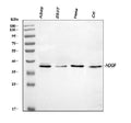 Anti-HDGF Antibody Picoband®