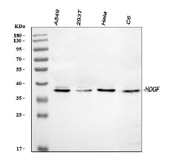 Anti-HDGF Antibody Picoband®