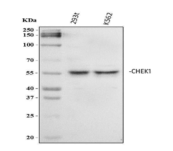 Anti-Chk1/CHEK1 Antibody Picoband®