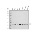 Anti-SIRT3 Antibody Picoband®