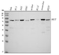Anti-Methylmalonyl Coenzyme A mutase Antibody Picoband®