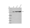 Anti-PYK2/PTK2B Antibody Picoband®