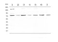 Anti-MST1 Antibody Picoband®