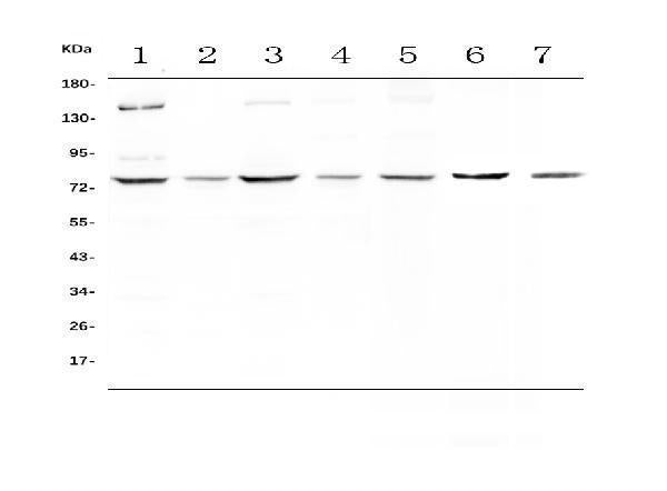 Anti-MST1 Antibody Picoband®