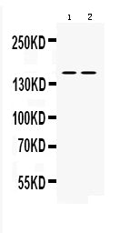 Anti-nNOS (neuronal)/NOS1 Antibody Picoband®