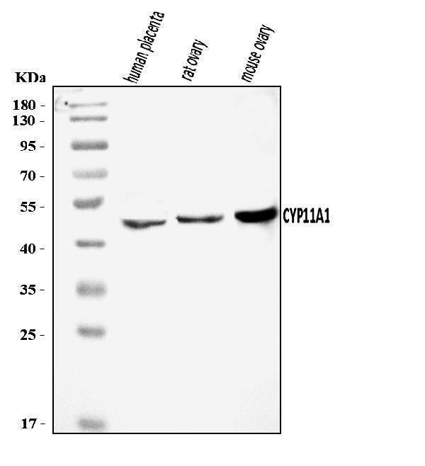 Anti-CYP11A1 Antibody Picoband®