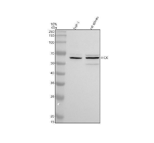 Anti-HCK Antibody Picoband®