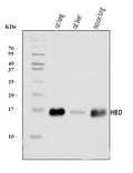 Anti-HBD Antibody Picoband®