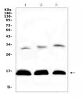 Anti-HBD Antibody Picoband®
