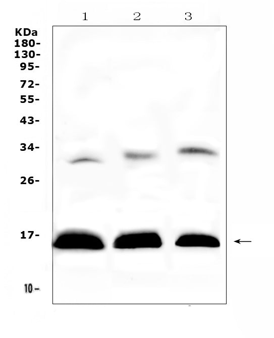 Anti-HBD Antibody Picoband®