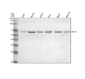 Anti-NR1D1 Antibody Picoband®