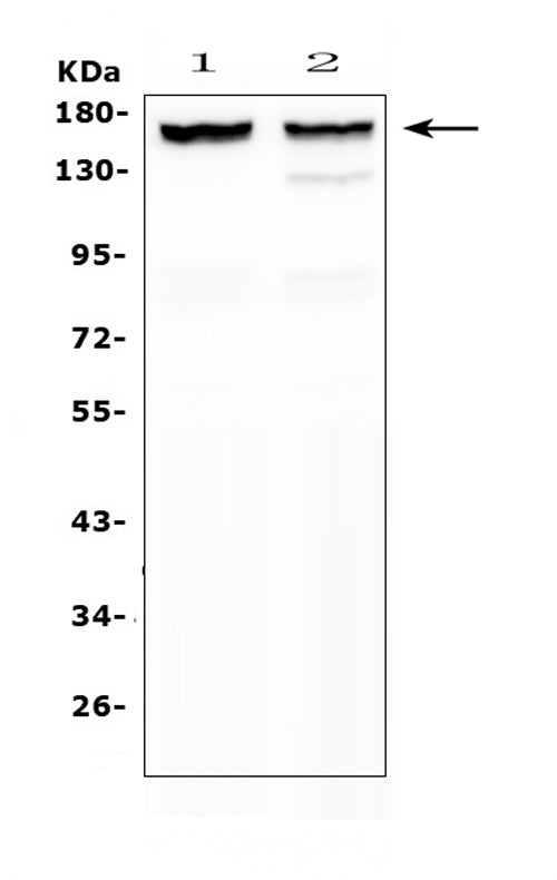 Anti-MYBPC3 Antibody Picoband®