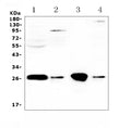 Anti-GSTT1 Antibody Picoband®