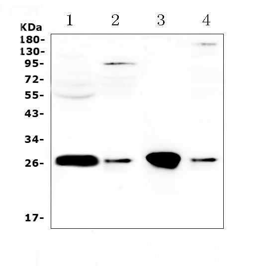 Anti-GSTT1 Antibody Picoband®