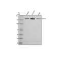Anti-ATP7A Antibody Picoband®