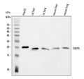 Anti-RBP4 Antibody Picoband®