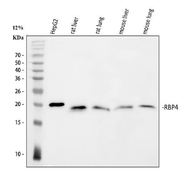 Anti-RBP4 Antibody Picoband®