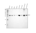 Anti-SDHB Antibody Picoband®