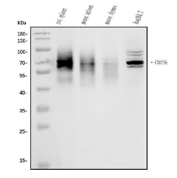 Anti-CD226 Antibody Picoband®