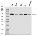 Anti-CD226 Antibody Picoband®