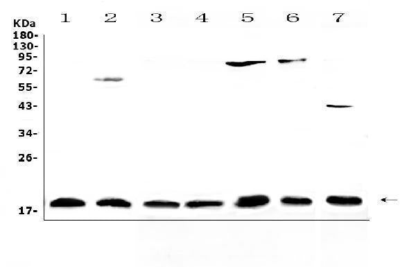 Anti-IL23/IL23A Antibody Picoband®