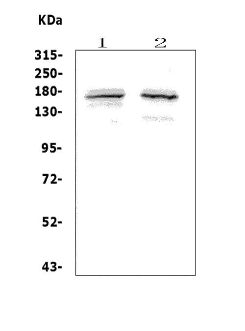 Anti-ASXL1 Antibody Picoband®