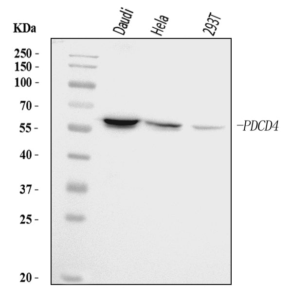 Anti-PDCD4 Antibody Picoband®