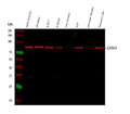 Anti-Dopamine beta Hydroxylase/DBH Antibody Picoband®