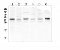 Anti-CD40L/CD40LG Antibody Picoband®