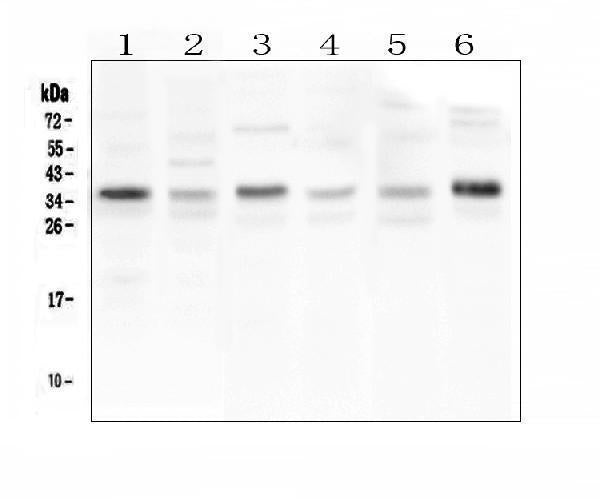 Anti-CD40L/CD40LG Antibody Picoband®