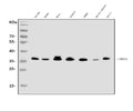 Anti-TRAP/CD40L/CD40LG Antibody Picoband®
