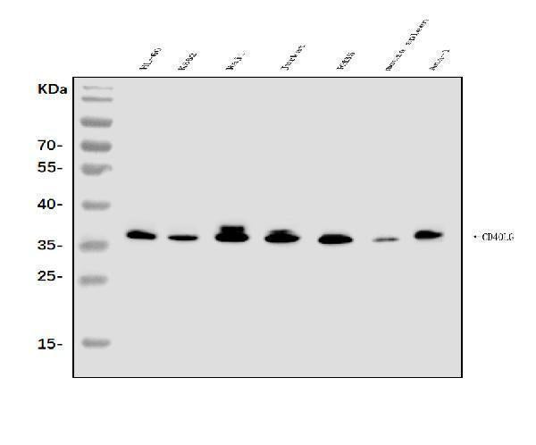 Anti-TRAP/CD40L/CD40LG Antibody Picoband®