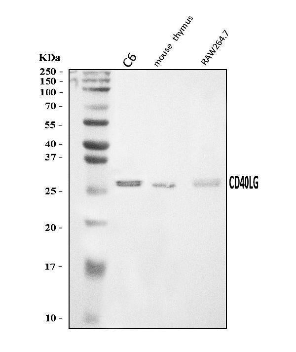Anti-TRAP/CD40L/Cd40lg Antibody Picoband®
