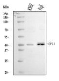 Anti-PU.1/SPI1 Antibody Picoband®