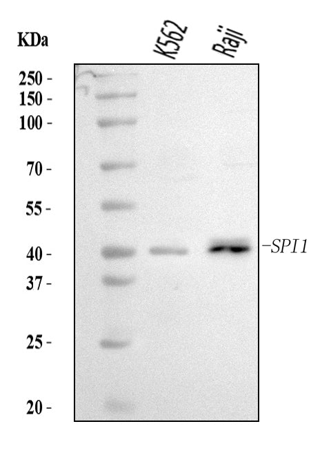 Anti-PU.1/SPI1 Antibody Picoband®