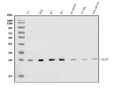 Anti-CLPP Antibody Picoband®