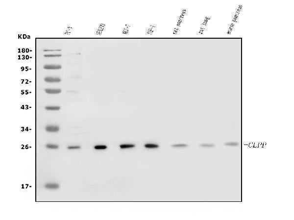 Anti-CLPP Antibody Picoband®