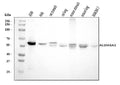 Anti-ALDH3A1 Antibody Picoband®
