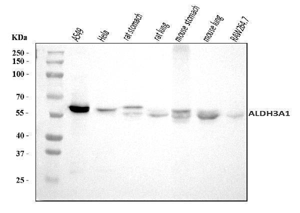 Anti-ALDH3A1 Antibody Picoband®