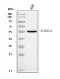 Anti-ALDH3A1 Antibody Picoband®
