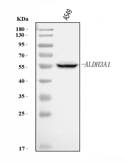 Anti-ALDH3A1 Antibody Picoband®