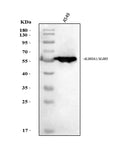 Anti-ALDH3A1 Antibody Picoband®
