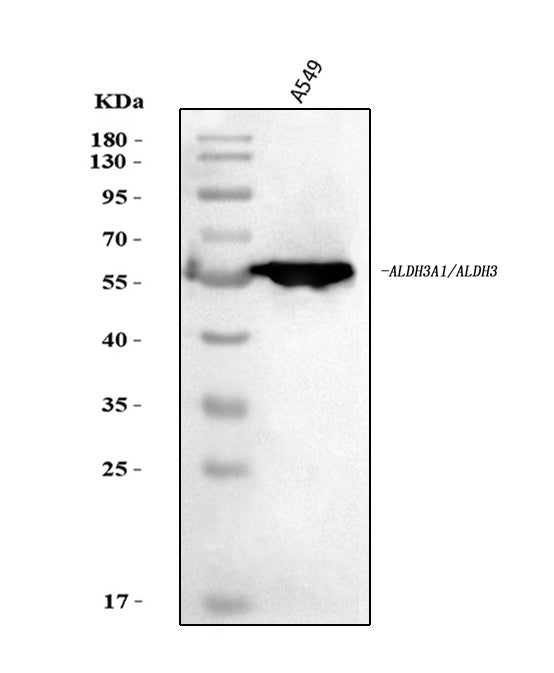 Anti-ALDH3A1 Antibody Picoband®