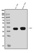 Anti-Podoplanin/gp36/Pdpn Antibody Picoband®