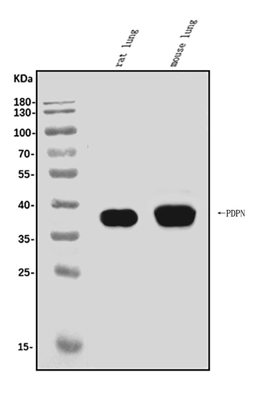 Anti-Podoplanin/gp36/Pdpn Antibody Picoband®