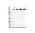 Anti-CHD4 Antibody Picoband®